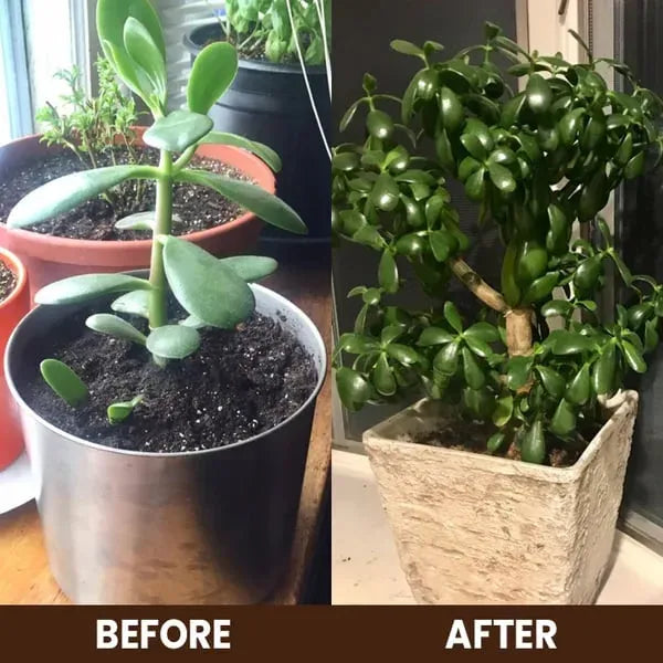 Soil Activator ( BUY 1 GET 1 FREE )